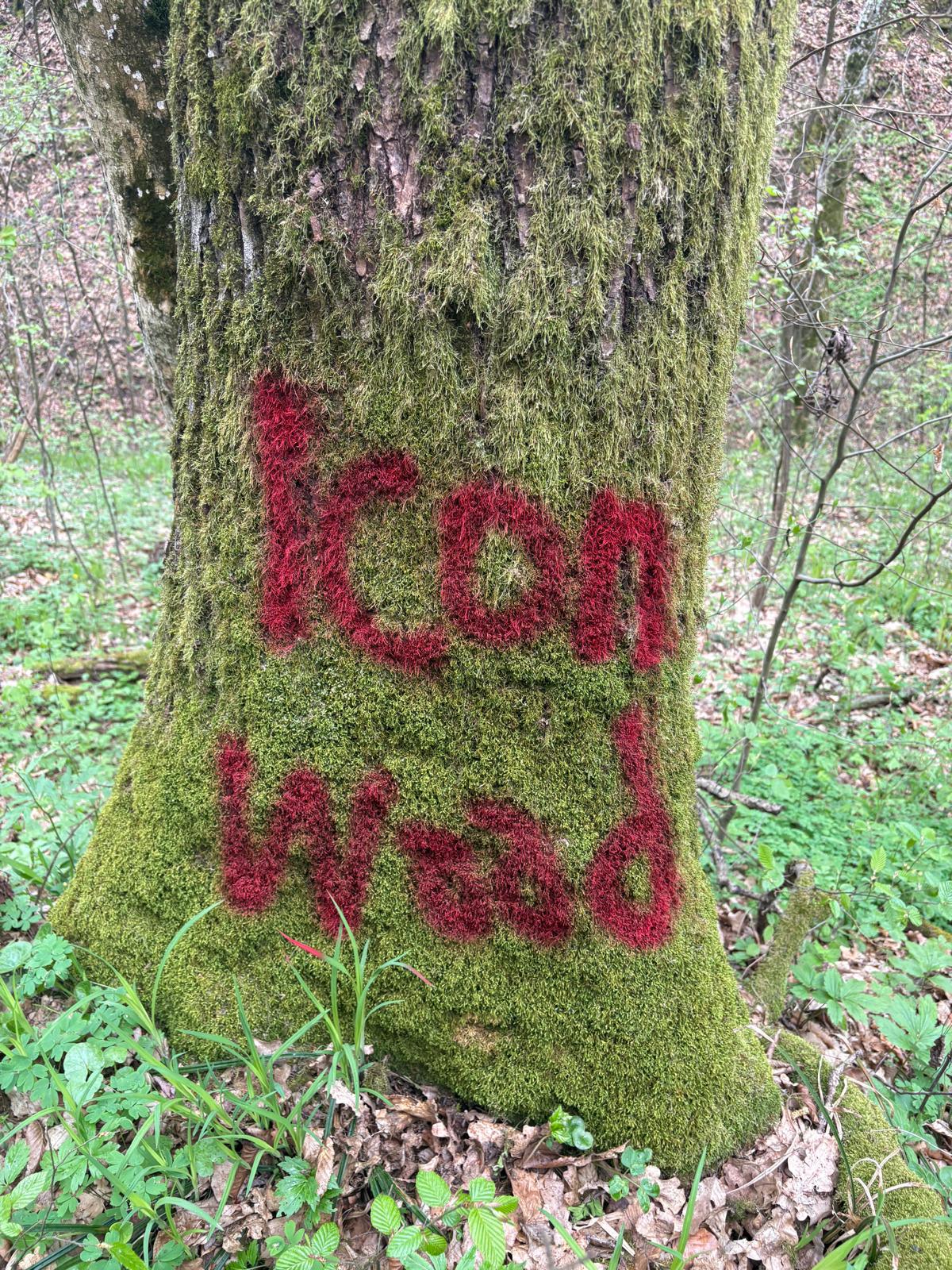 Icon Wood Slide 3